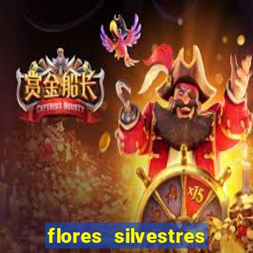 flores silvestres desbravadores desbravadores 25